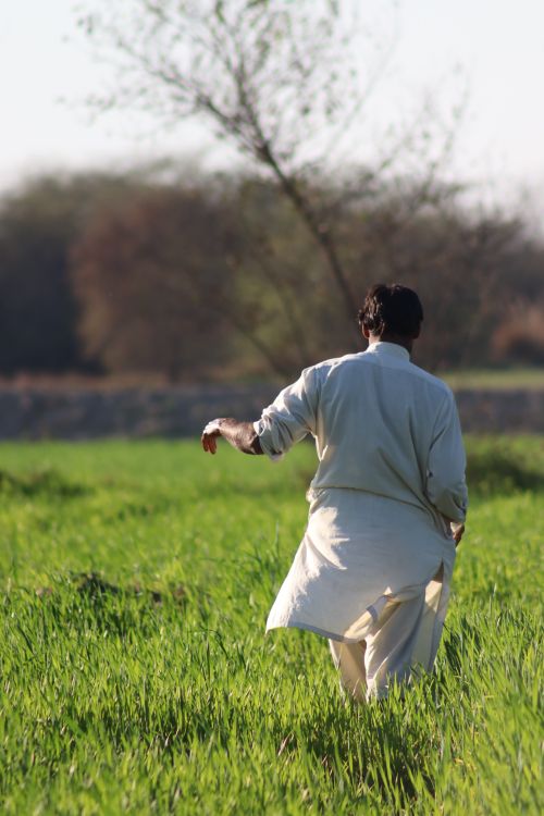 Free A man in traditional attire walking through a lush green field on a sunny day. Stock Photo