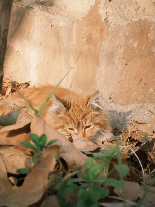 Free Adorable ginger cat nestled among autumn leaves, basking near a stone wall on a sunny day. Stock Photo
