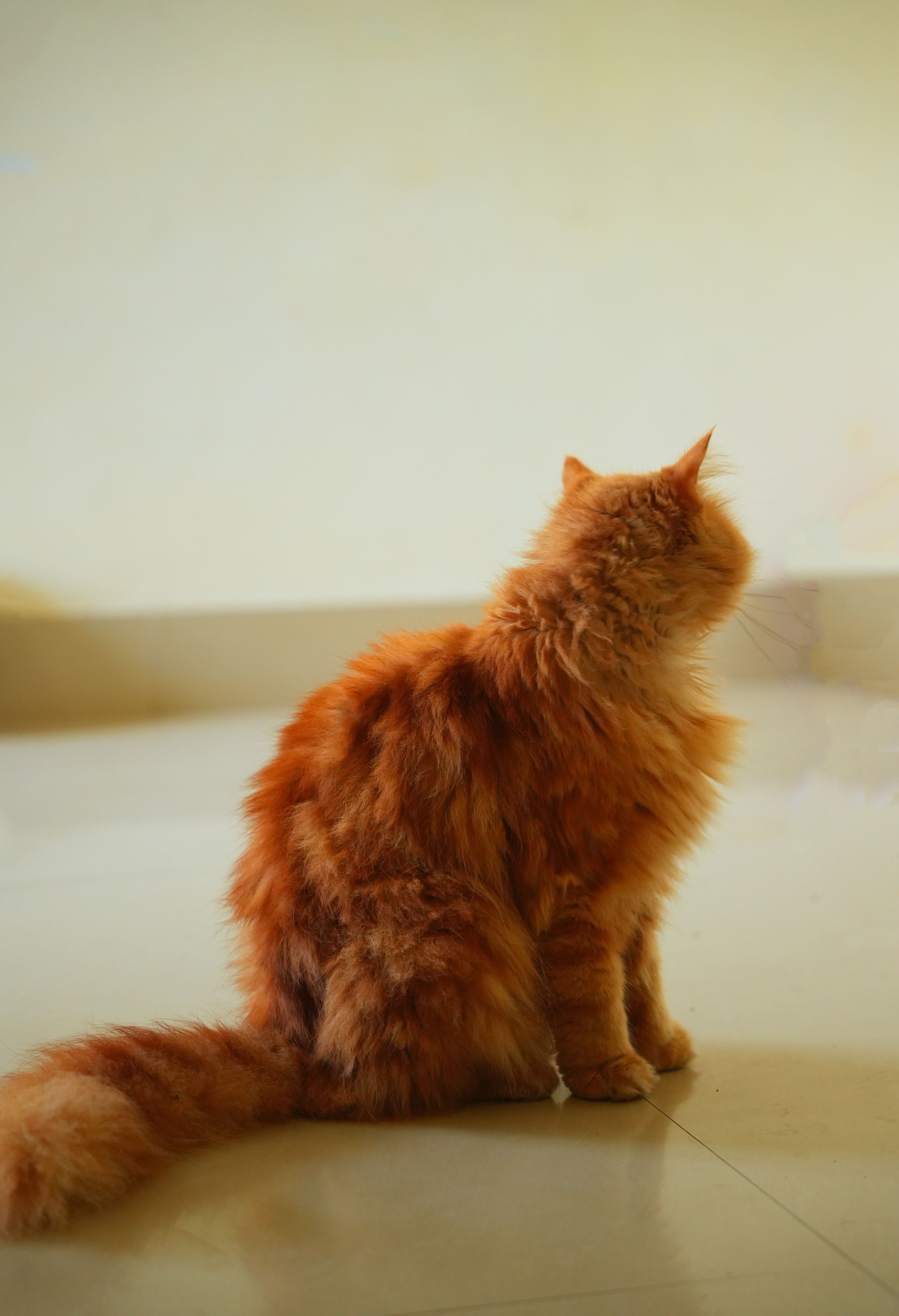 Fluffy Orange Cat Sitting Indoors · Free Stock Photo