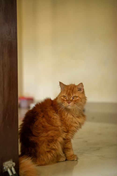 Free A fluffy Persian cat poses regally while sitting inside, basking in warm lighting. Stock Photo