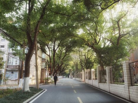 A serene street in Hefei, China with lush green trees arching over the road, creating a peaceful atmosphere.