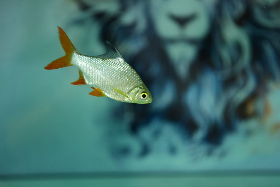 Close-up of a colorful fish swimming indoors against a blurred artistic background.