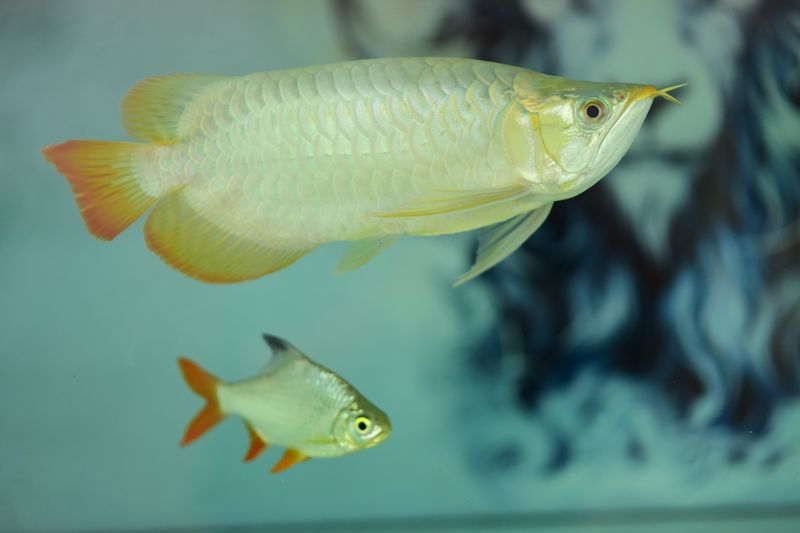 Colorful Arowana and Silver Dollar fish swimming gracefully in a serene aquarium setting.