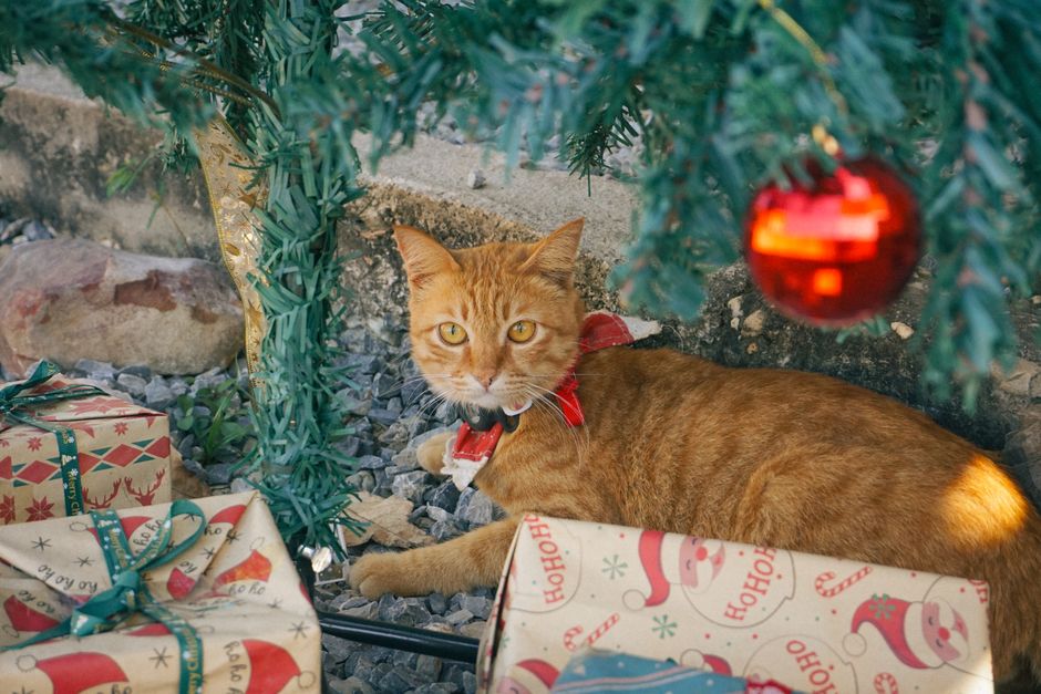 cat xmas tree ornaments