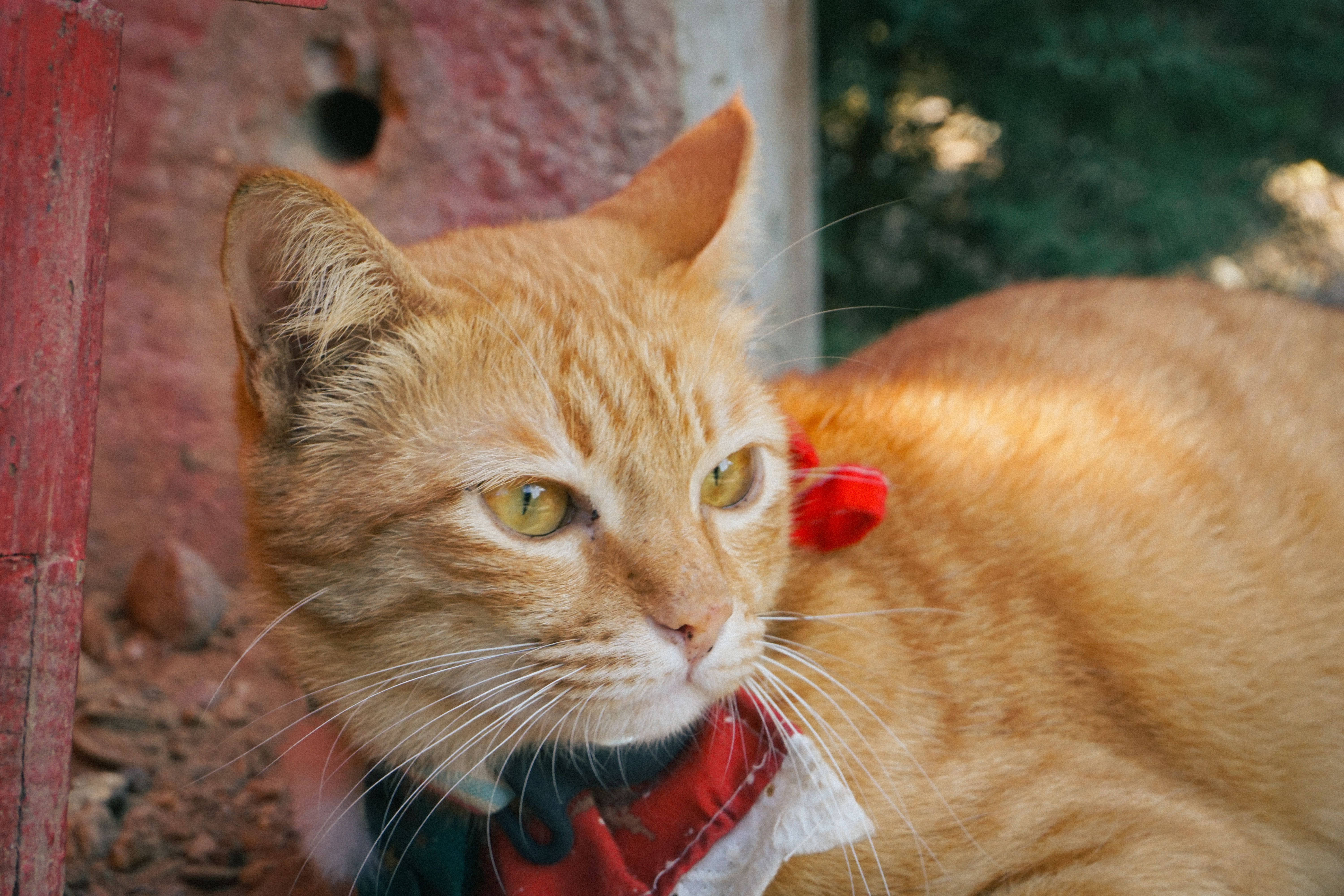 A cat undergoing diagnostic blood testing at a veterinary clinic