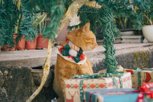 Free A ginger cat wearing a festive collar under a Christmas tree surrounded by gifts. Stock Photo