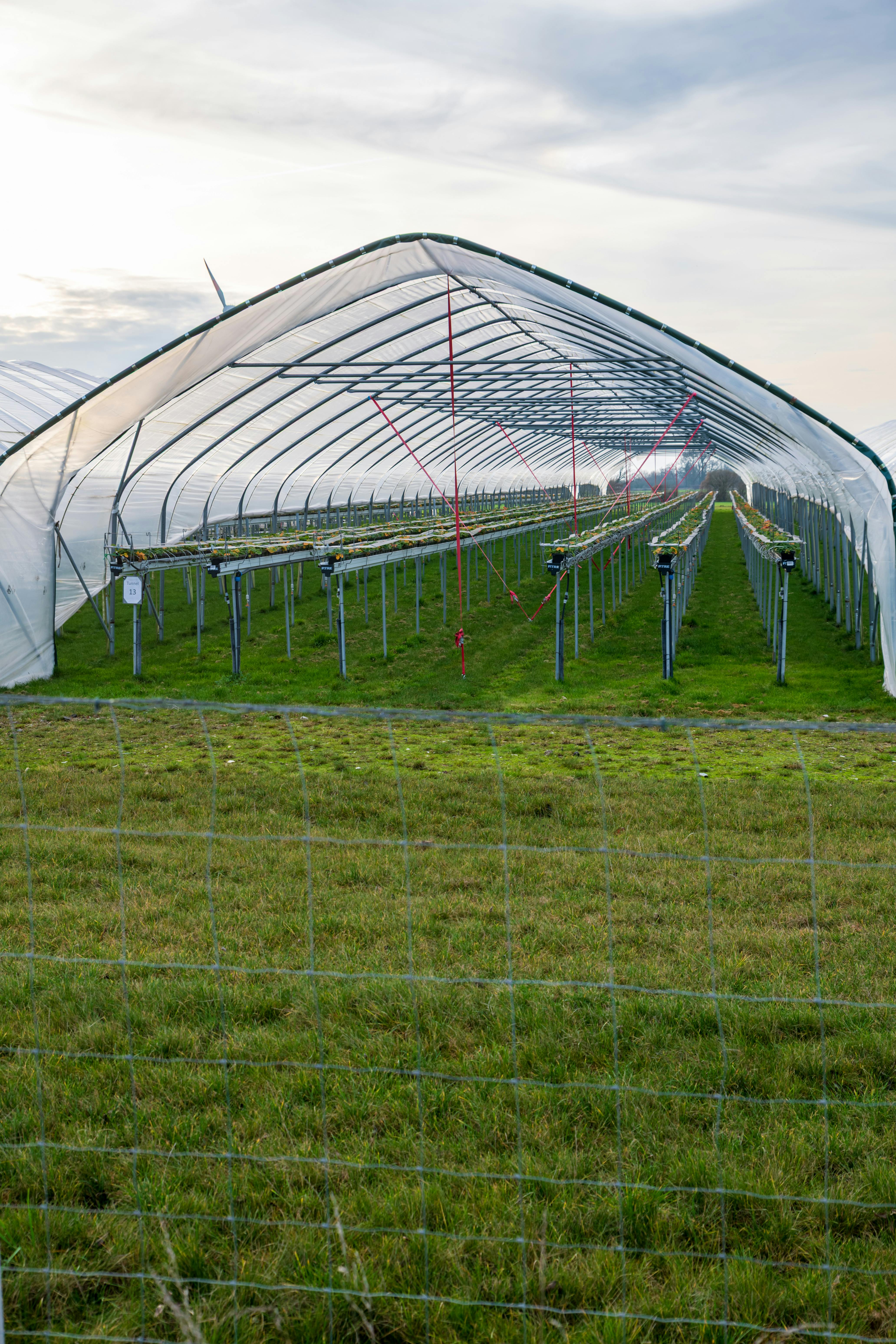 Row covers protecting vegetables