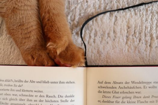 Cat Tail Language Guide
