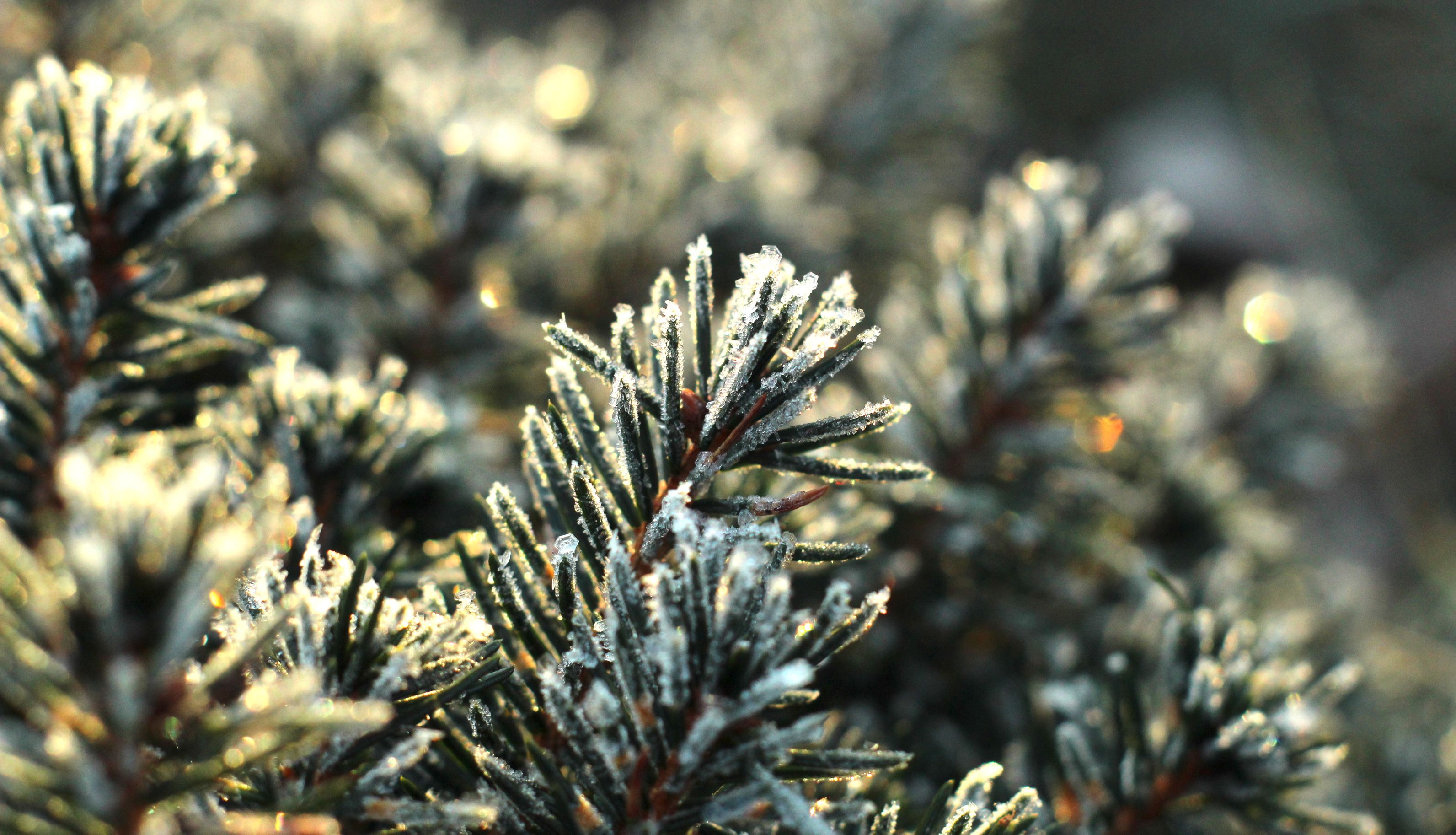 Close-up of Frosty Pine Needles in Winter · Free Stock Photo
