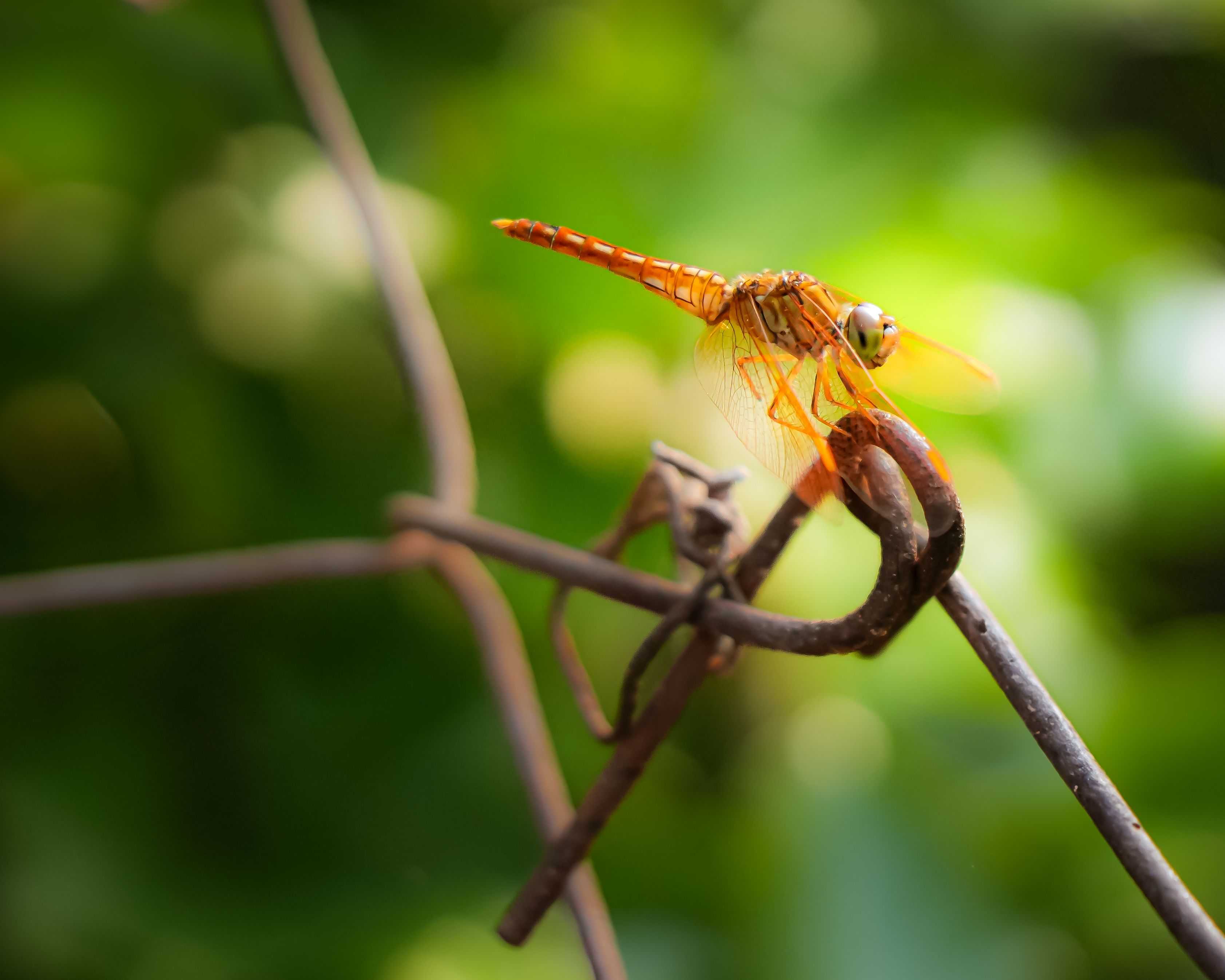 Vibrant Dragonfly in Lush Green Garden Setting · Free Stock Photo