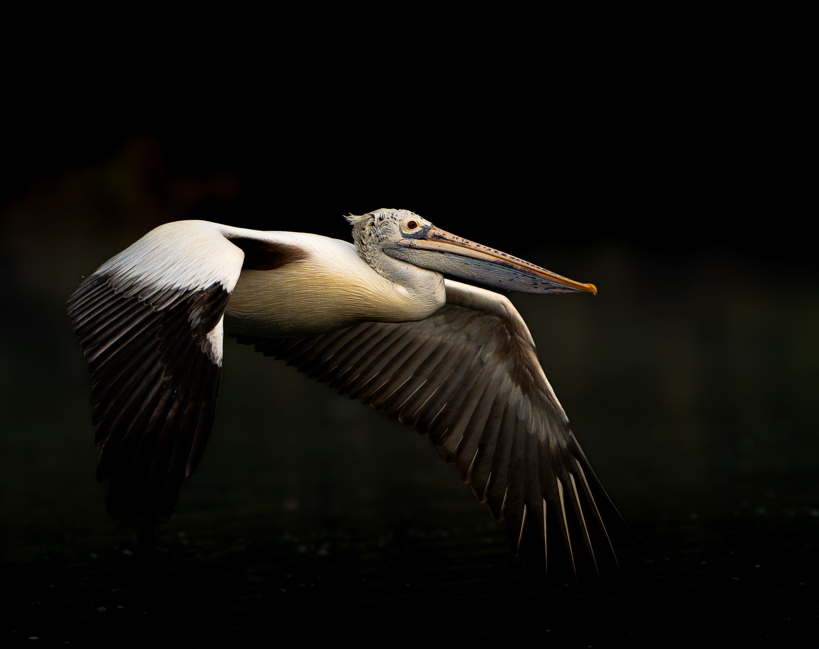 Close-up of pelican wings extended in flight, showing wing structure and movement mechanics