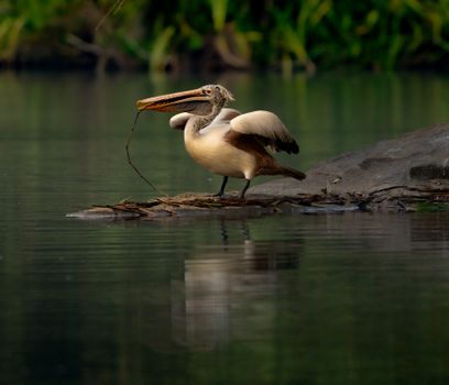 Close-up of a pelican standing by the water with natural surroundings, early day light.
