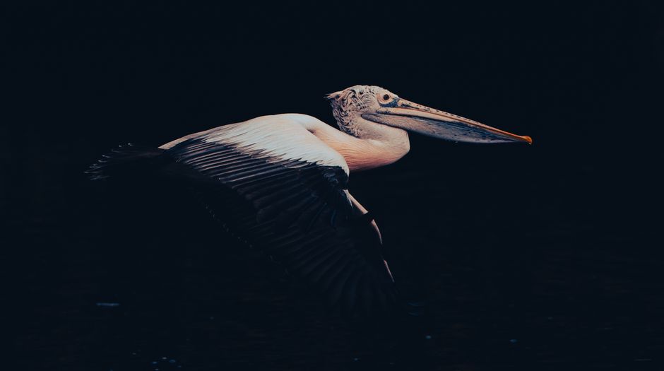 Wprowadzenie do płatności w Pelican Casino