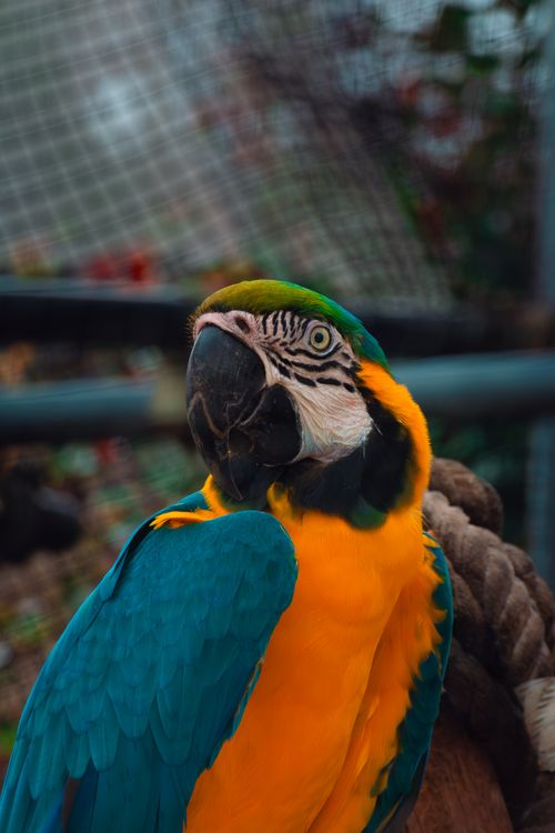 Free Close-up of a colorful blue and gold macaw parrot resting on a perch outdoors. Stock Photo