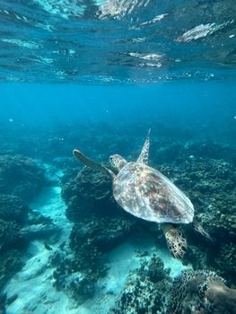 Underwater shot of a sea turtle gliding over a coral reef in West Nusa Tenggara, Indonesia.