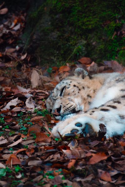 Snow leopard resting among autumn leaves — photo by Oliver Hu on Pexels