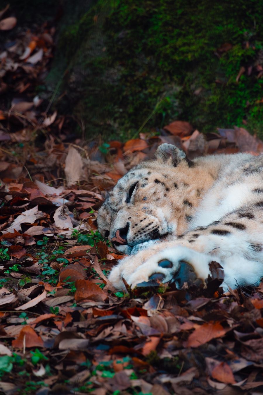 Snow leopard resting among autumn leaves — photo by Oliver Hu on Pexels