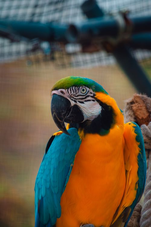Free Colorful blue and yellow macaw perched in a natural setting, showcasing vibrant feathers. Stock Photo