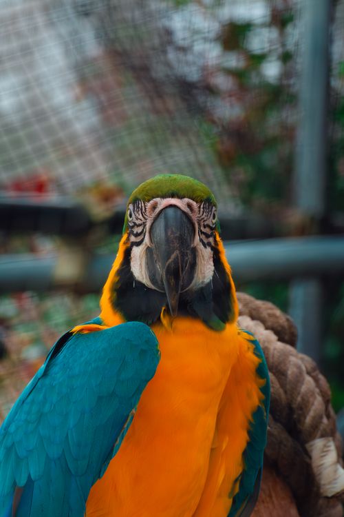 Free Close-up of a colorful blue and yellow macaw in an enclosure, showcasing its vibrant plumage. Stock Photo