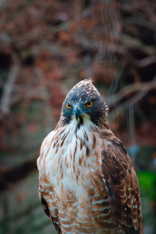 Free Stunning close-up of a hawk showcasing its fierce gaze and beautiful plumage set against a blurred natural background. Stock Photo
