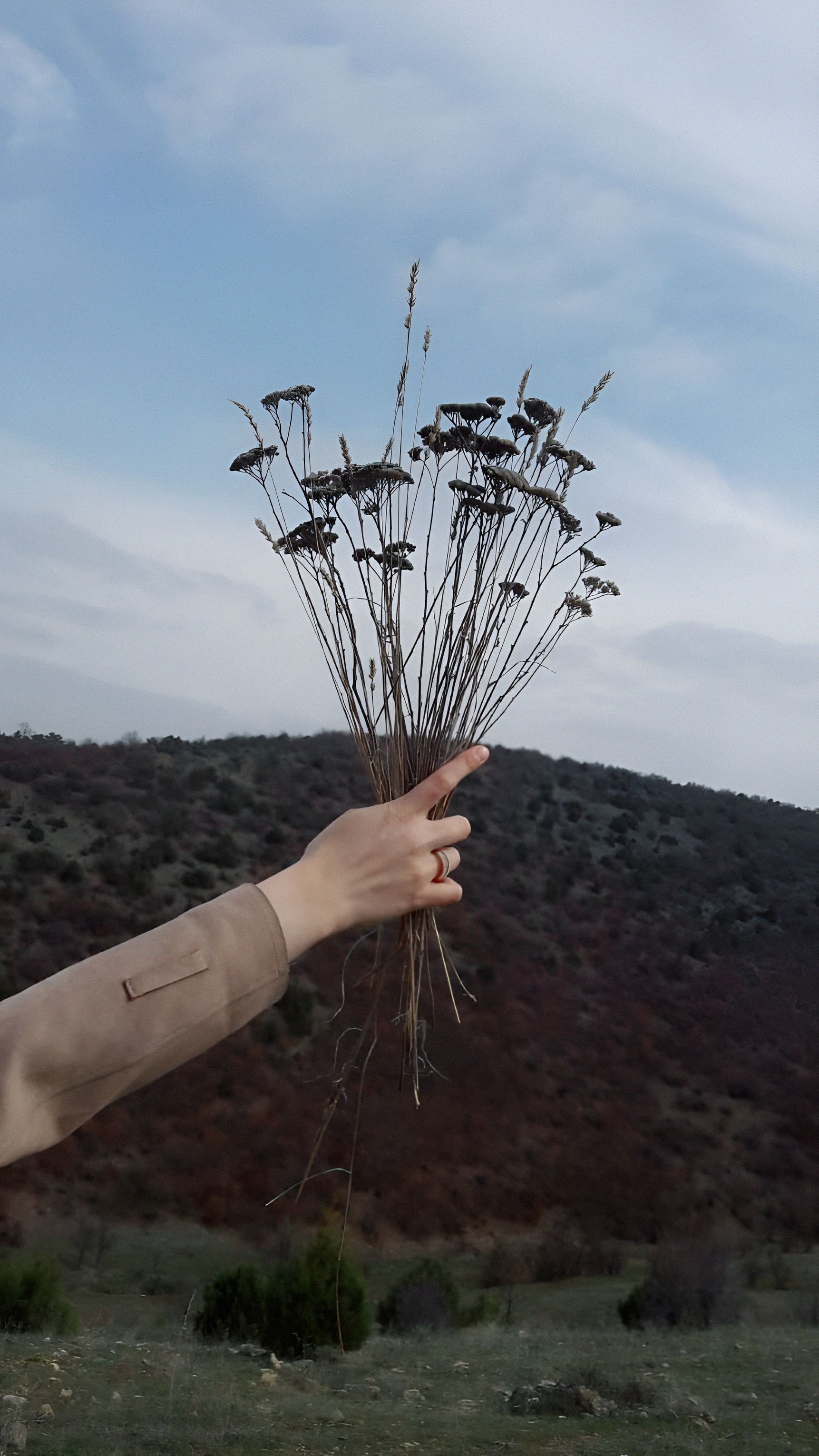 A hand in a beige sleeve holds dried flowers against a hilly outdoor backdrop.
