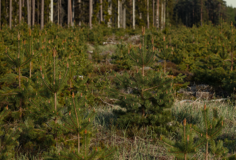 A verified reforestation project in the Amazon rainforest - carbon neutral travel finance A verified reforestation project in the Amazon rainforest - carbon neutral travel finance
