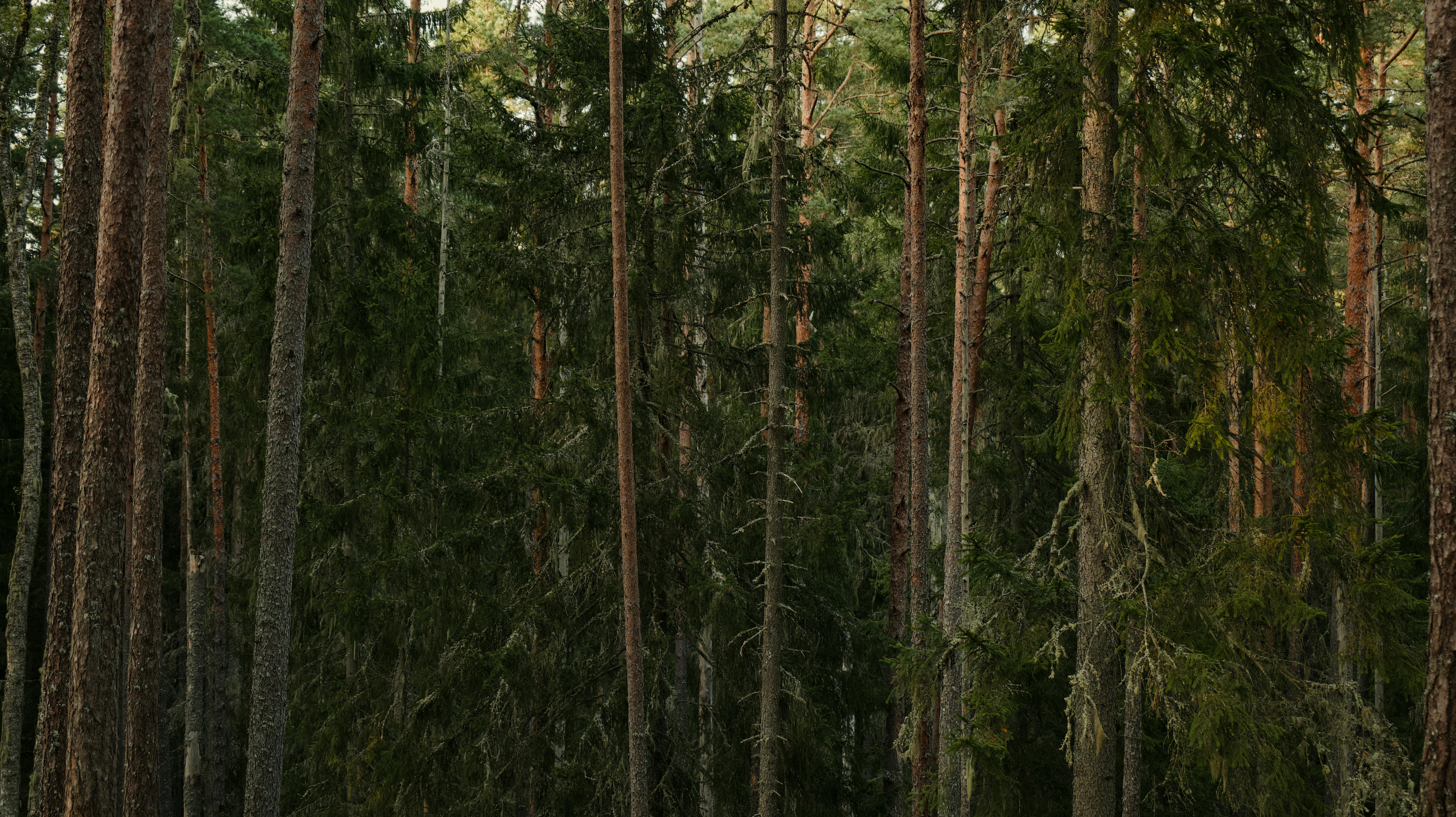 gratis Een sereen uitzicht op een dicht, altijdgroen bos vol hoge naaldbomen. Stockfoto