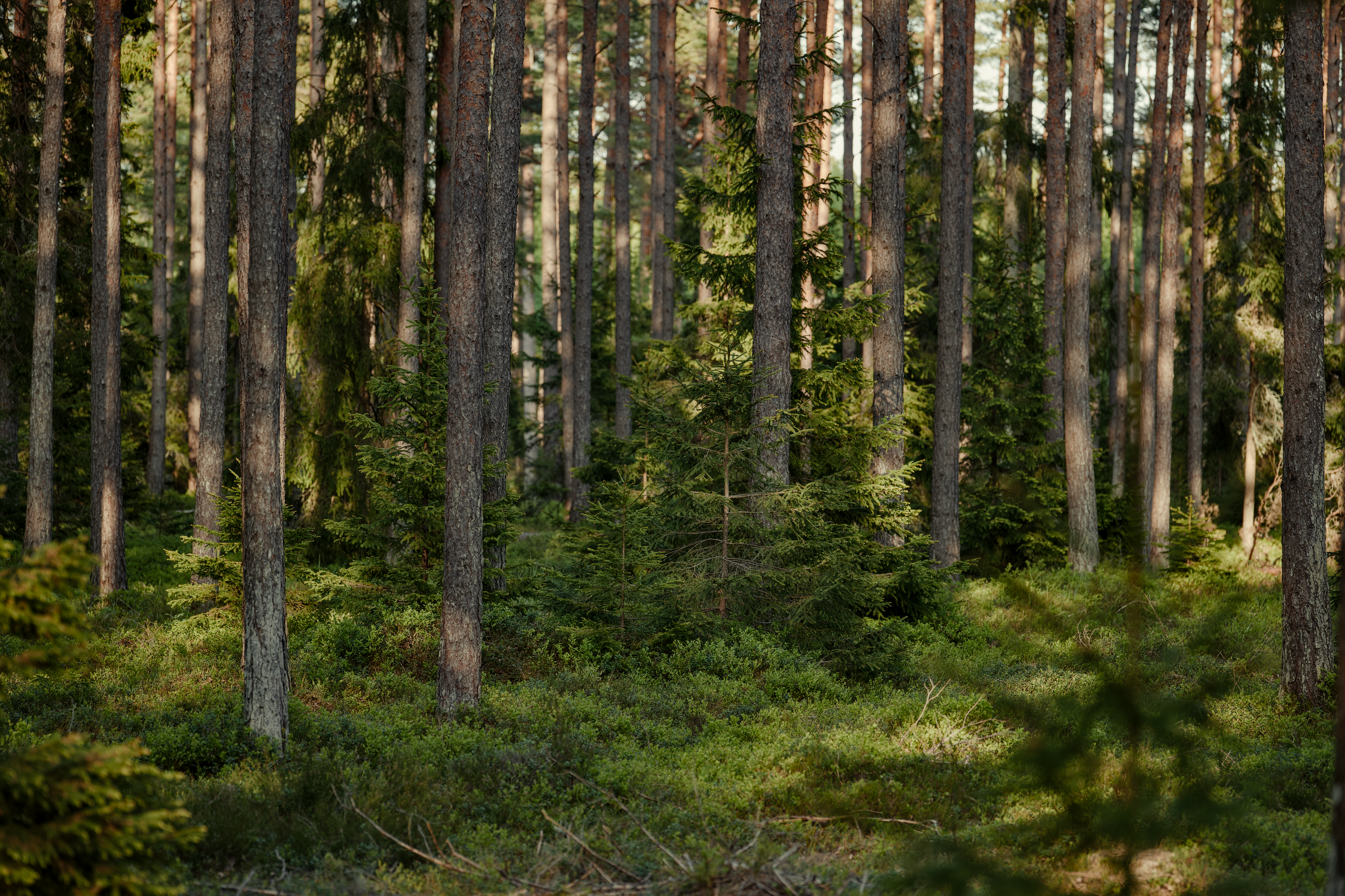 Serene Sunlit Boreal Forest with Evergreen Trees · Free Stock Photo