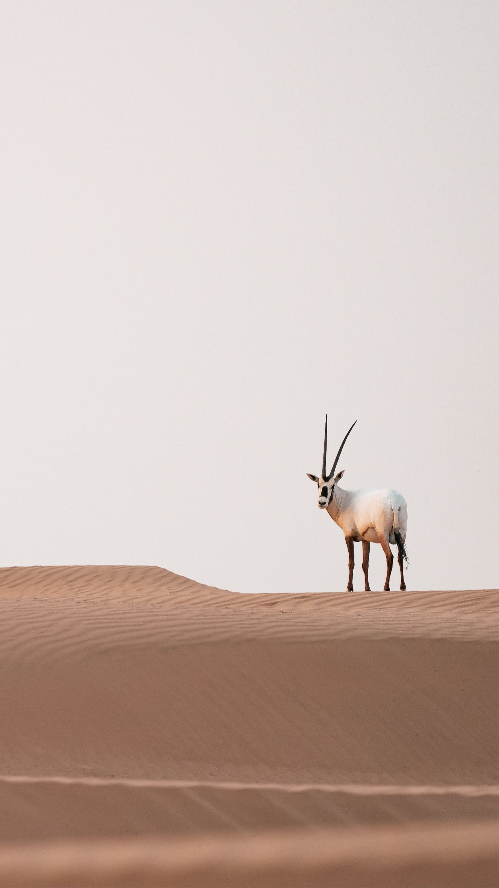Arabian oryx crossing golden sand dunes inside the Dubai Desert Conservation Reserve