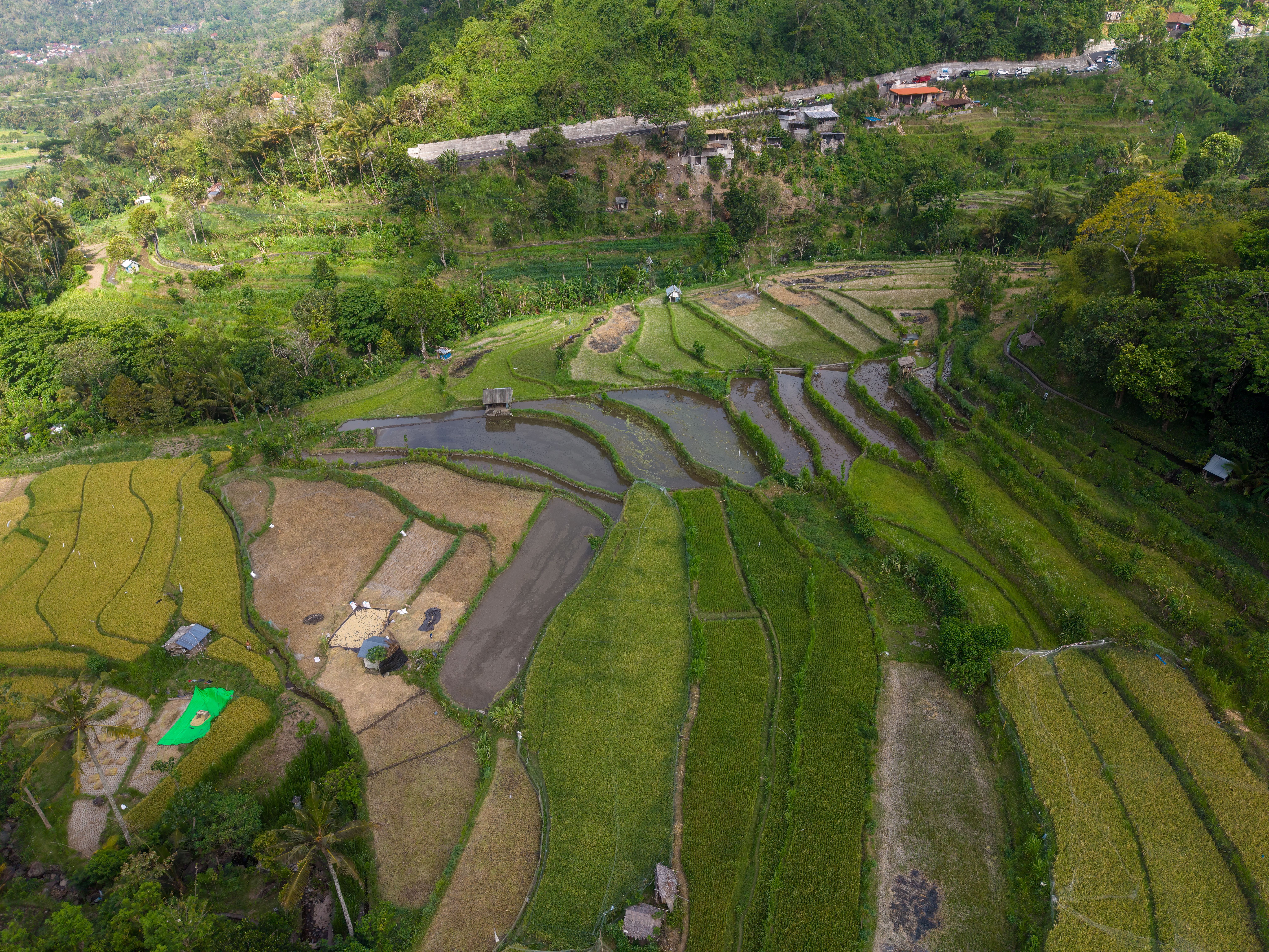 Aerial View of Lush Rice Terraces in Bali, Indonesia · Free Stock Photo