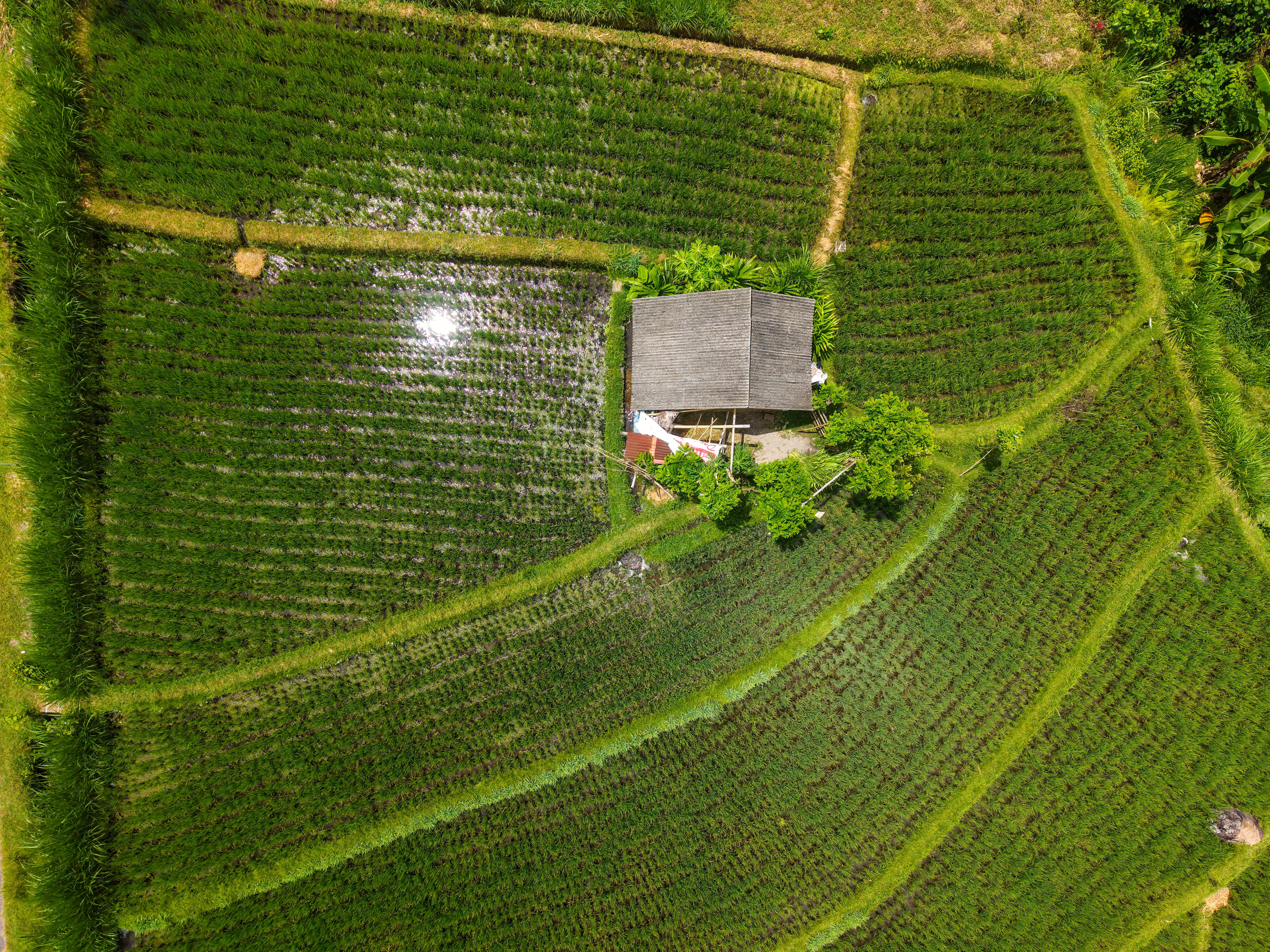 Aerial View of Lush Green Rice Fields · Free Stock Photo