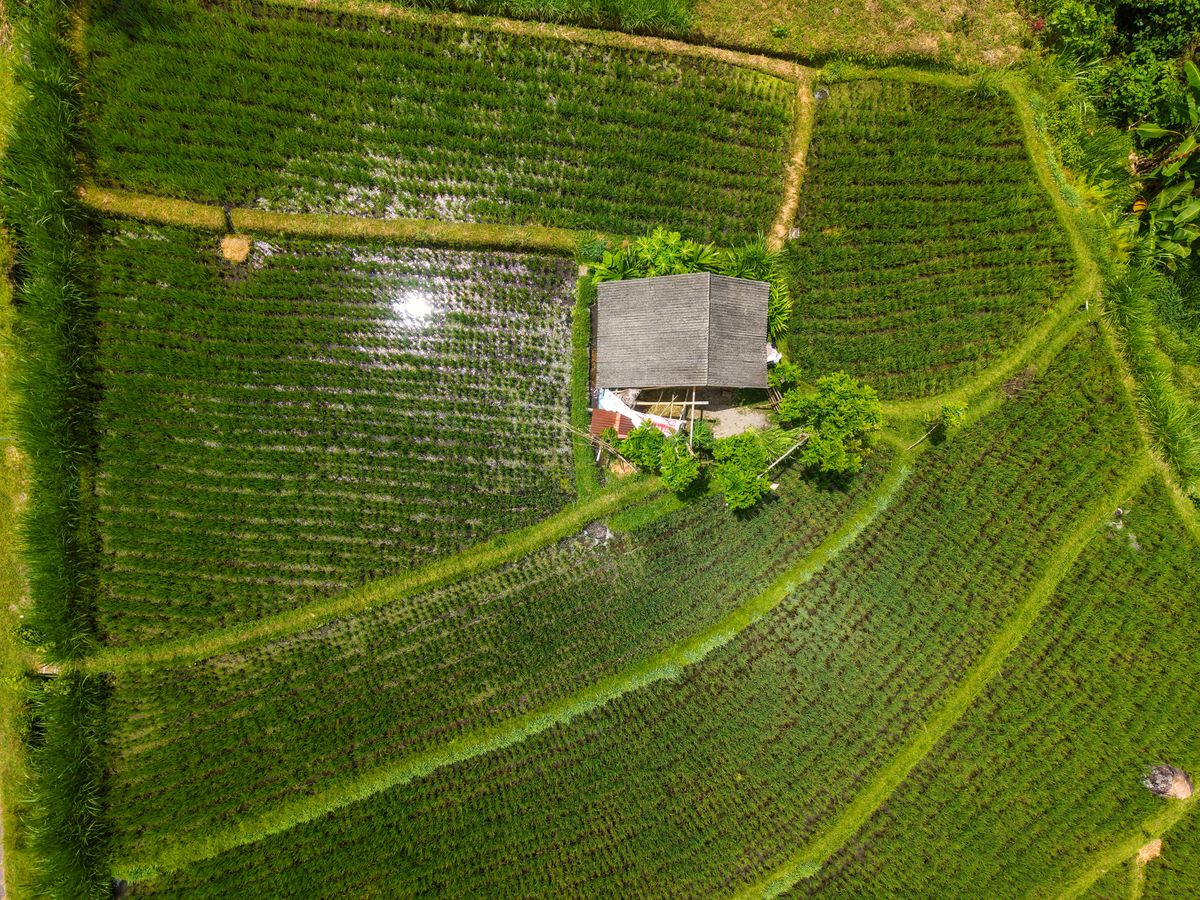 Aerial View of Lush Green Rice Fields · Free Stock Photo