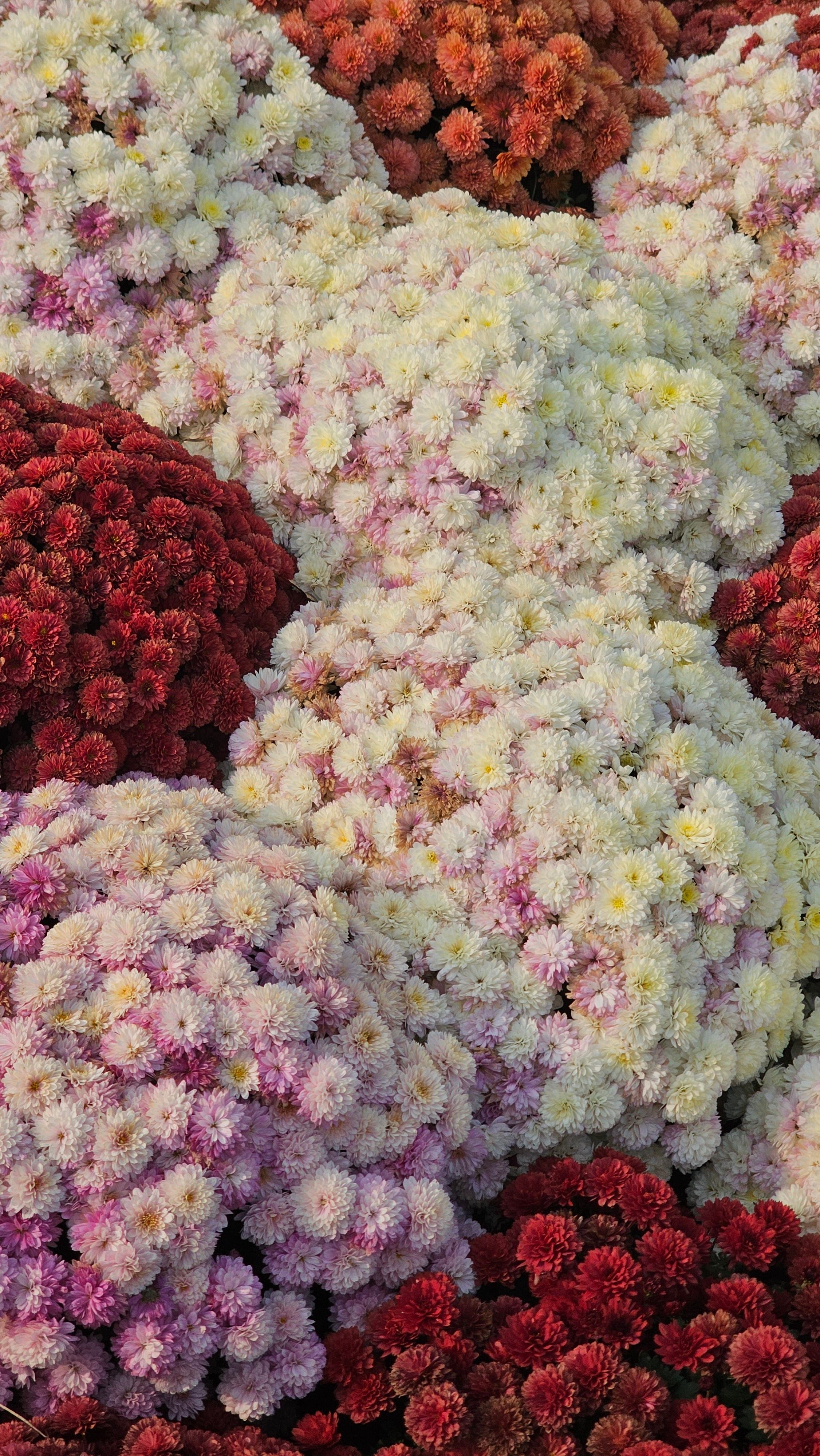 A vivid arrangement of multicolored chrysanthemums in full bloom outdoors.