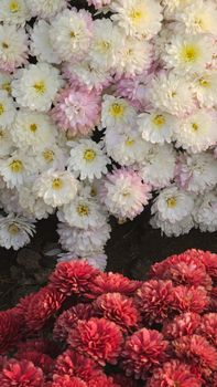 A stunning display of white and pink chrysanthemums in full bloom, contrasted with vibrant red flowers below.