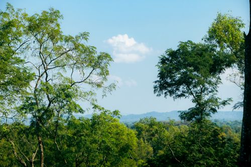 Free Lush green trees and clear blue sky in Kamalganj, Sylhet, showcasing natural beauty. Stock Photo