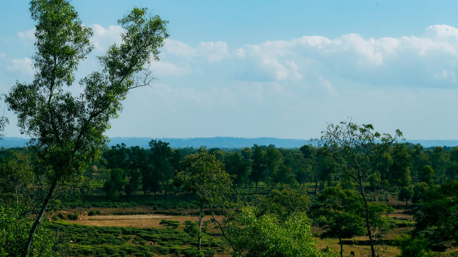 Sylhet Tea Garden Tour, Sylhet
