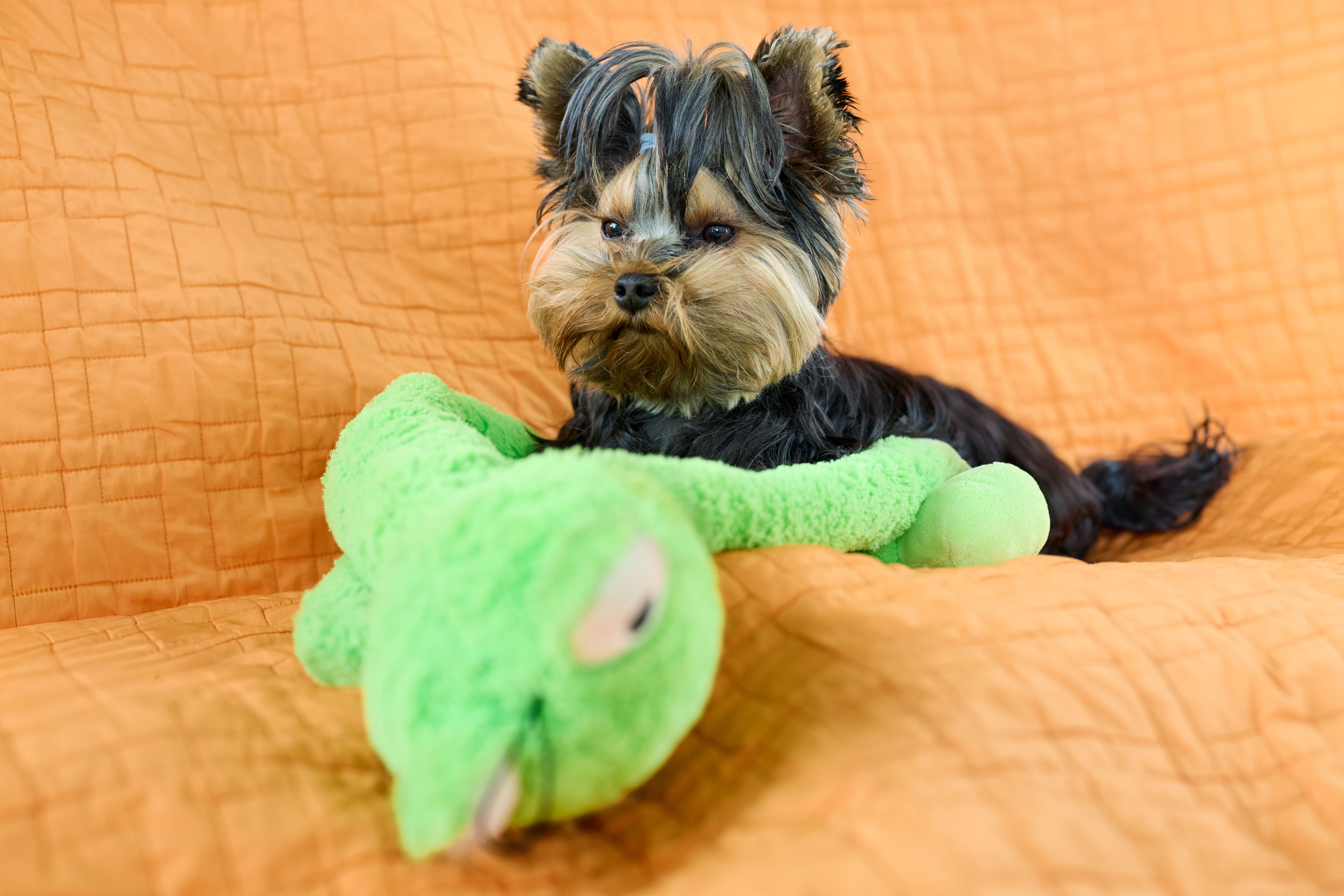 Best Durable Dog Toys 2026 — Chewer Picks