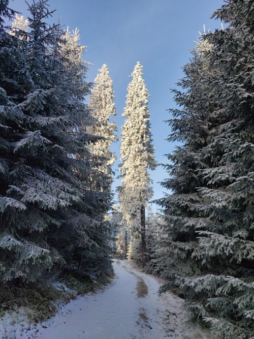 Free A peaceful snowy forest path flanked by frost-covered trees on a clear winter day. Stock Photo