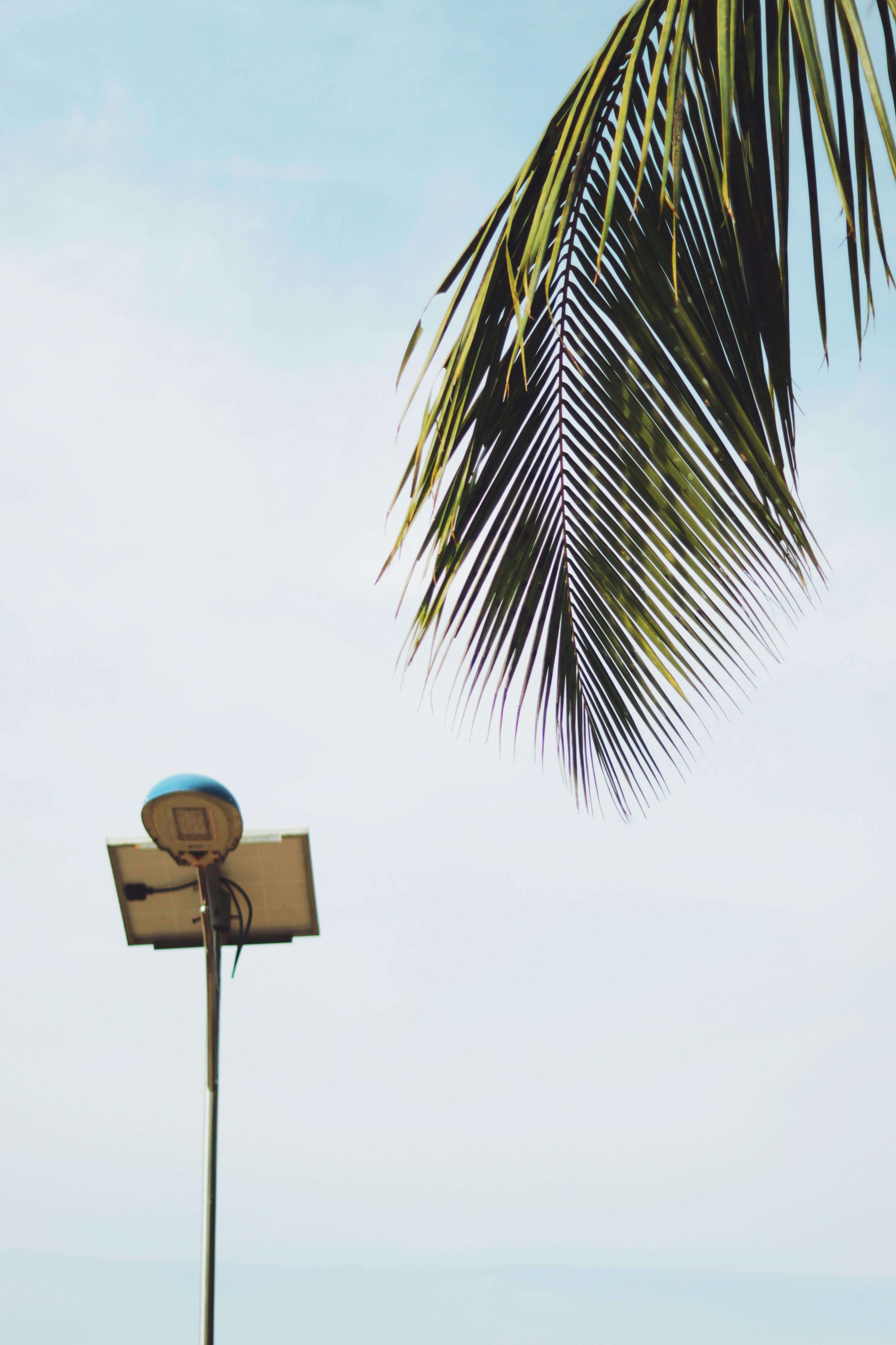 Kostnadsfria En minimalistisk vy av en soldriven gatubelysning mot en klarblå himmel med ett palmblad. Stock foto