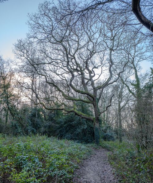 Free Peaceful woodland scene with a winding path and bare winter trees. Stock Photo