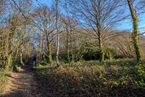 Free A peaceful forest path under leafless trees during winter, showcasing natural beauty. Stock Photo