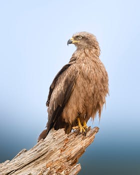 A majestic eagle with brown feathers perched on a weathered log against a clear blue sky.