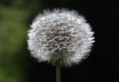 Free Detailed shot of a dandelion seed head against dark backdrop, showcasing intricate details. Stock Photo