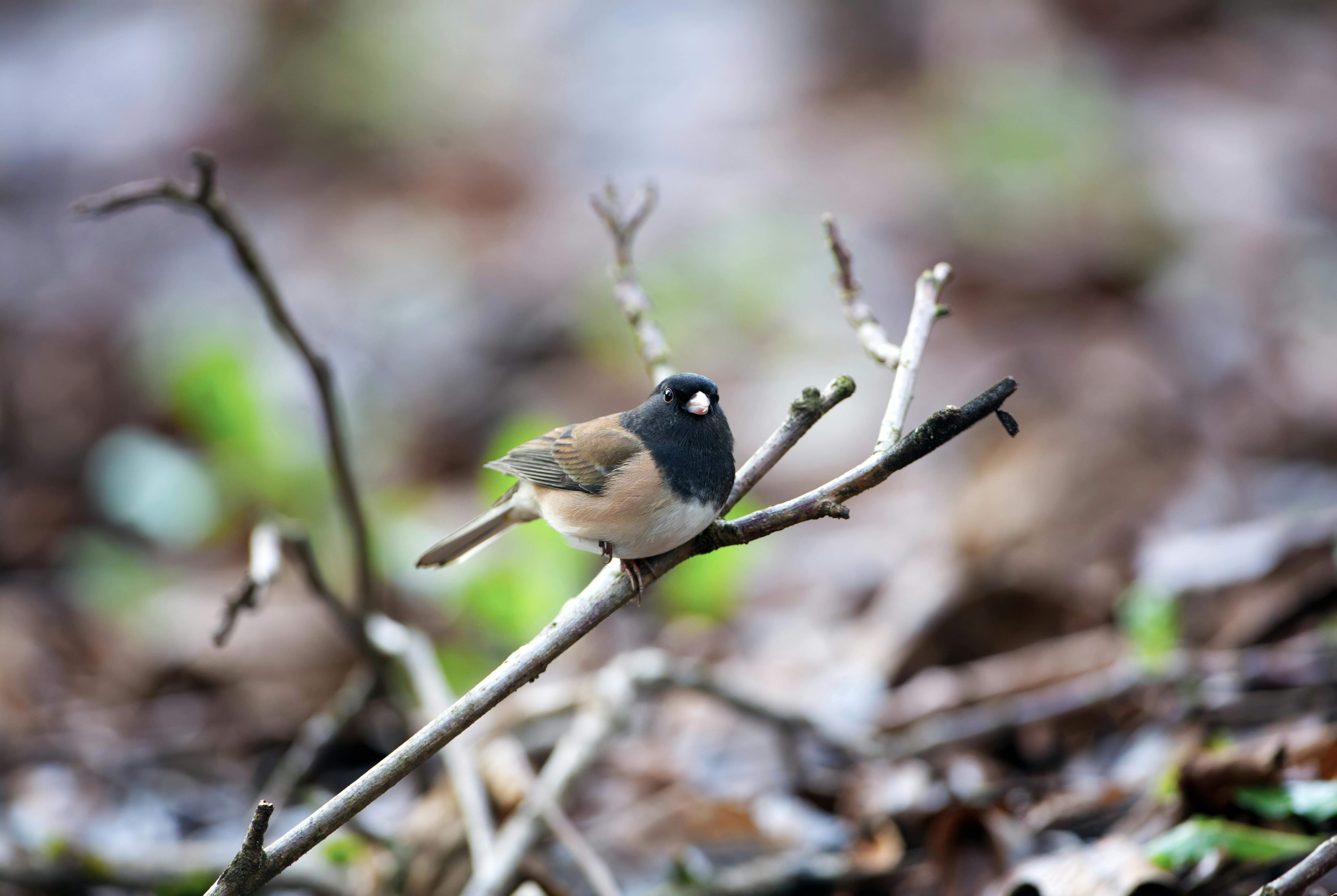 Gratis Junco dagli occhi scuri appollaiato su un ramo in un ambiente naturale. Foto a disposizione