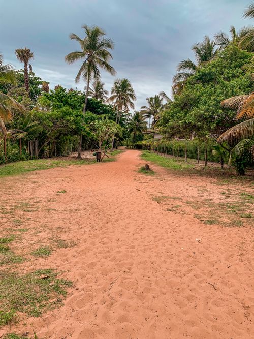 Free Serene tropical pathway lined with palm trees under a cloudy sky. Stock Photo