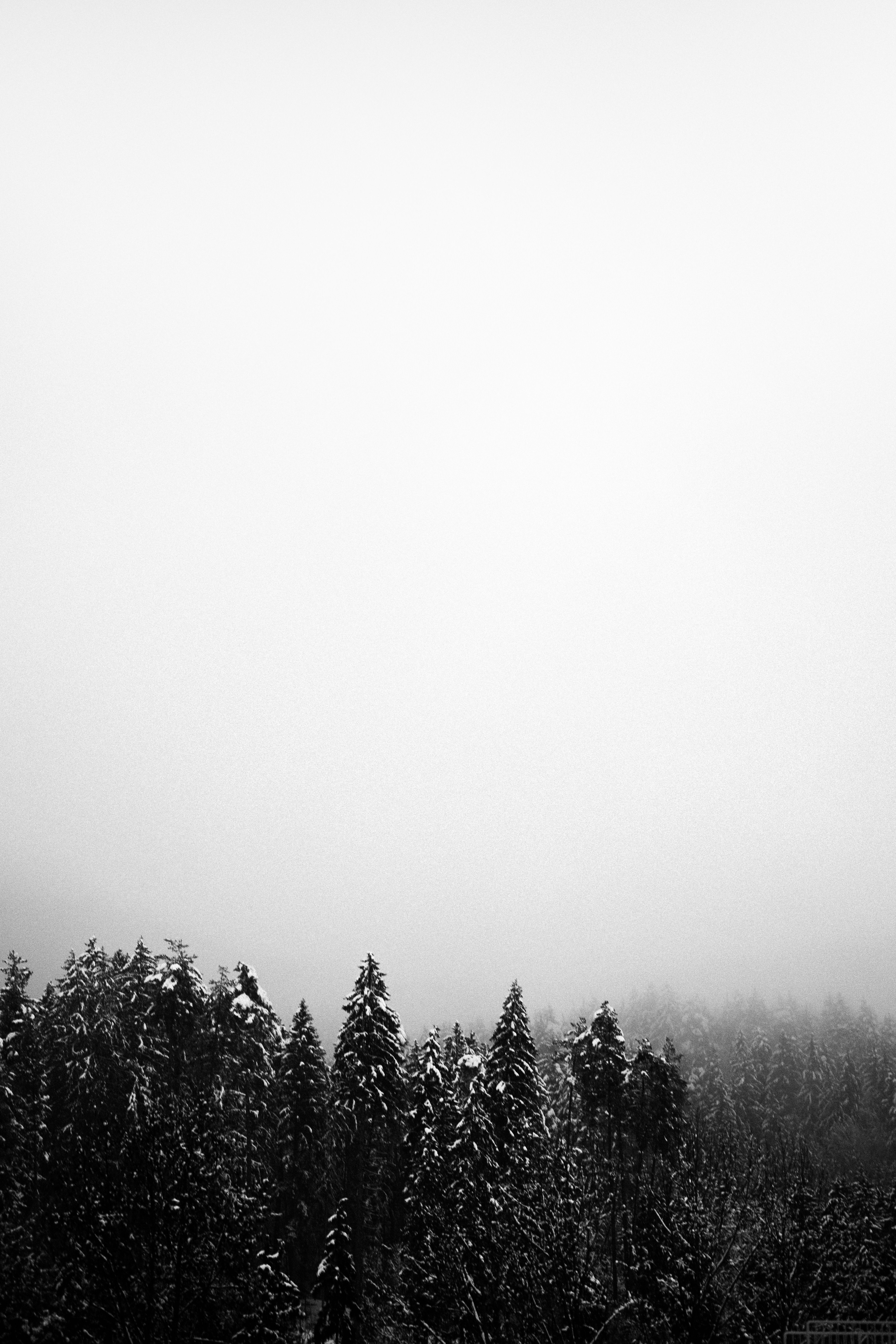 Misty Winter Forest in Black and White · Free Stock Photo