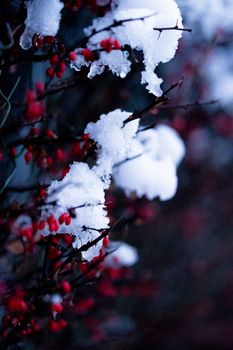 Close-up of snow-covered red berries on branches, capturing winter's chill.