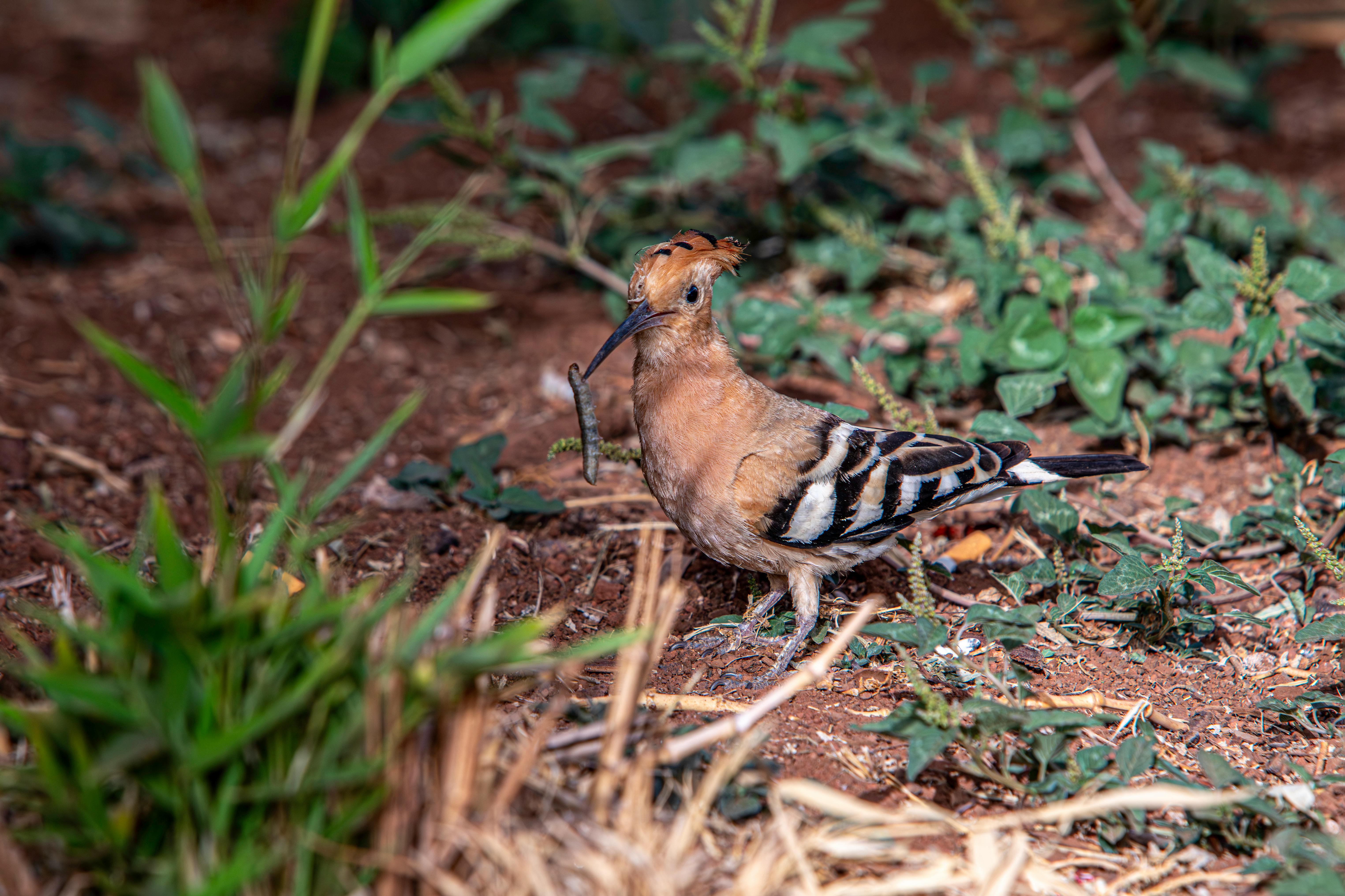 Free stock photo of animal nest, animals in the wild, beak