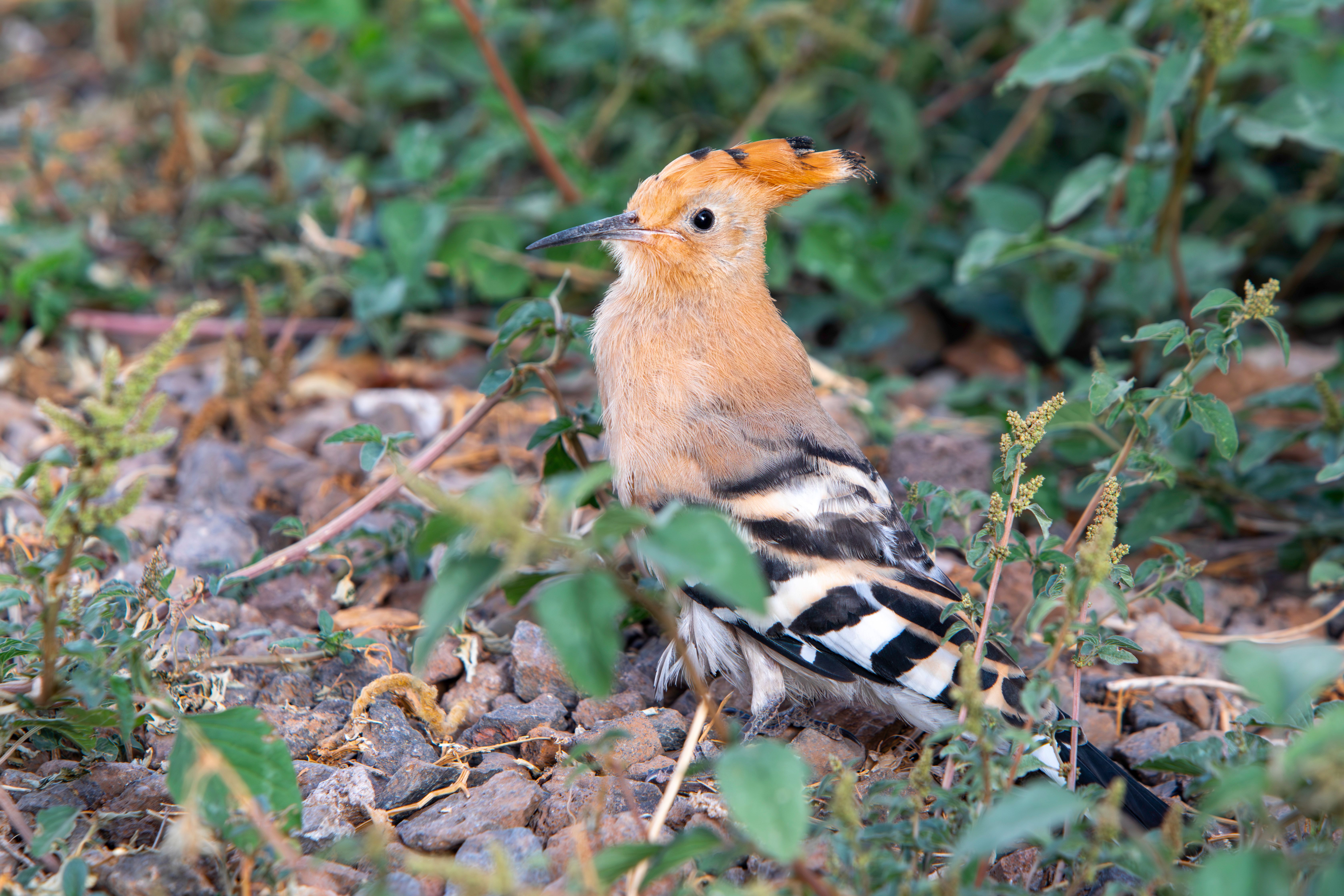 Eurasian Hoopoe Perched in Natural Habitat · Free Stock Photo