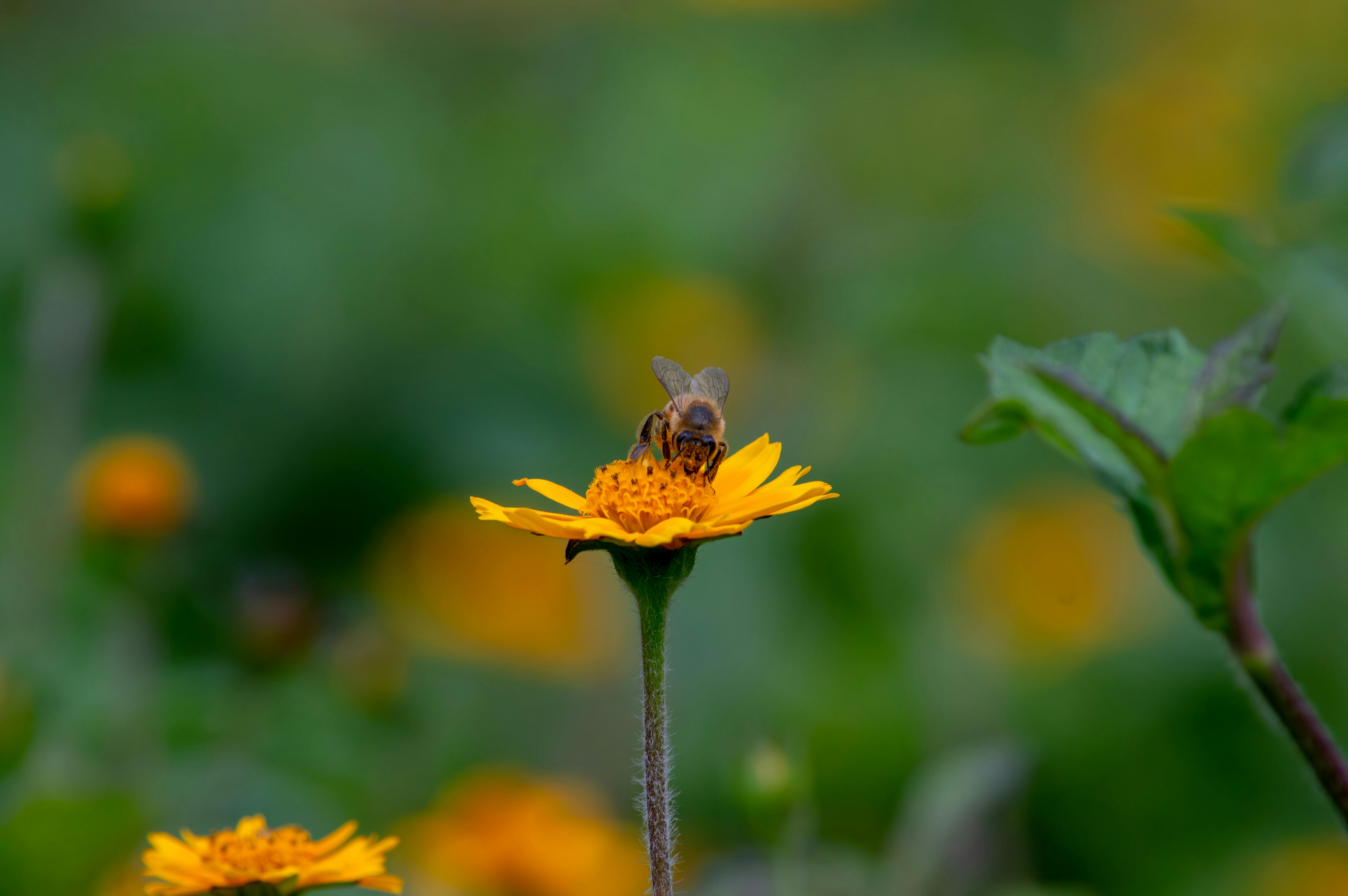 A macro shot of a bee pollinating a vibrant yellow flower in a lush garden, captured in Minas Gerais, Brasil.